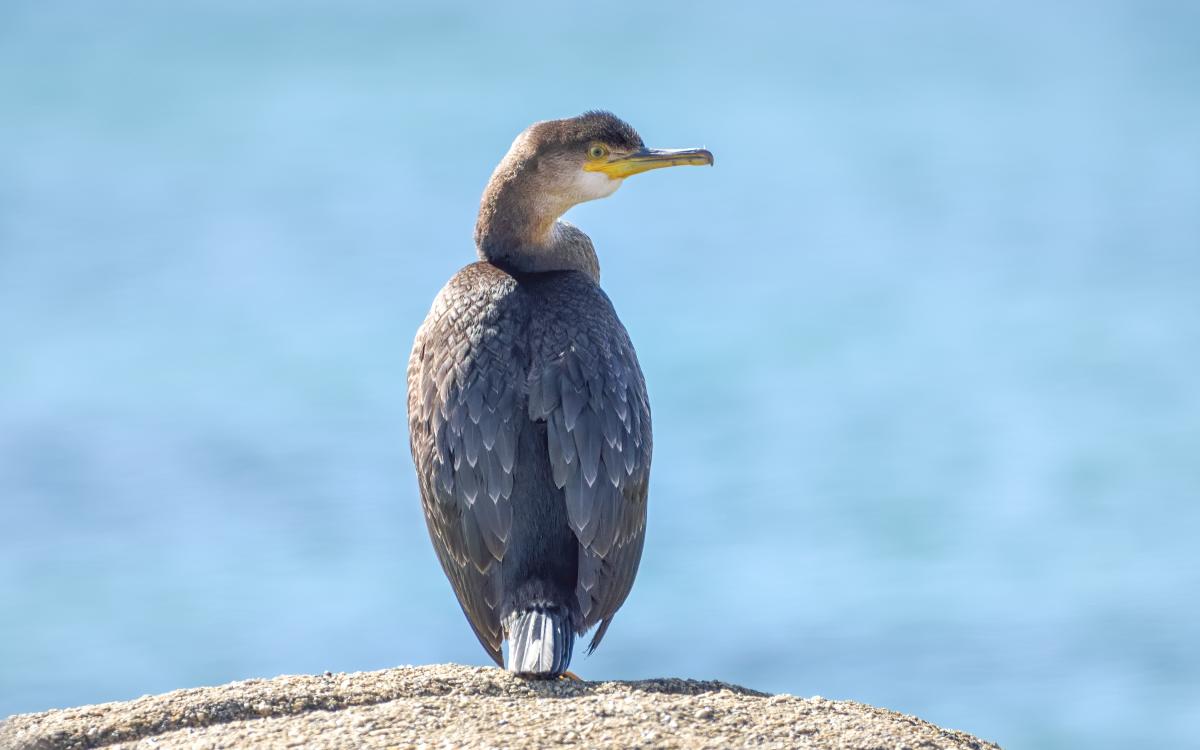 Birding