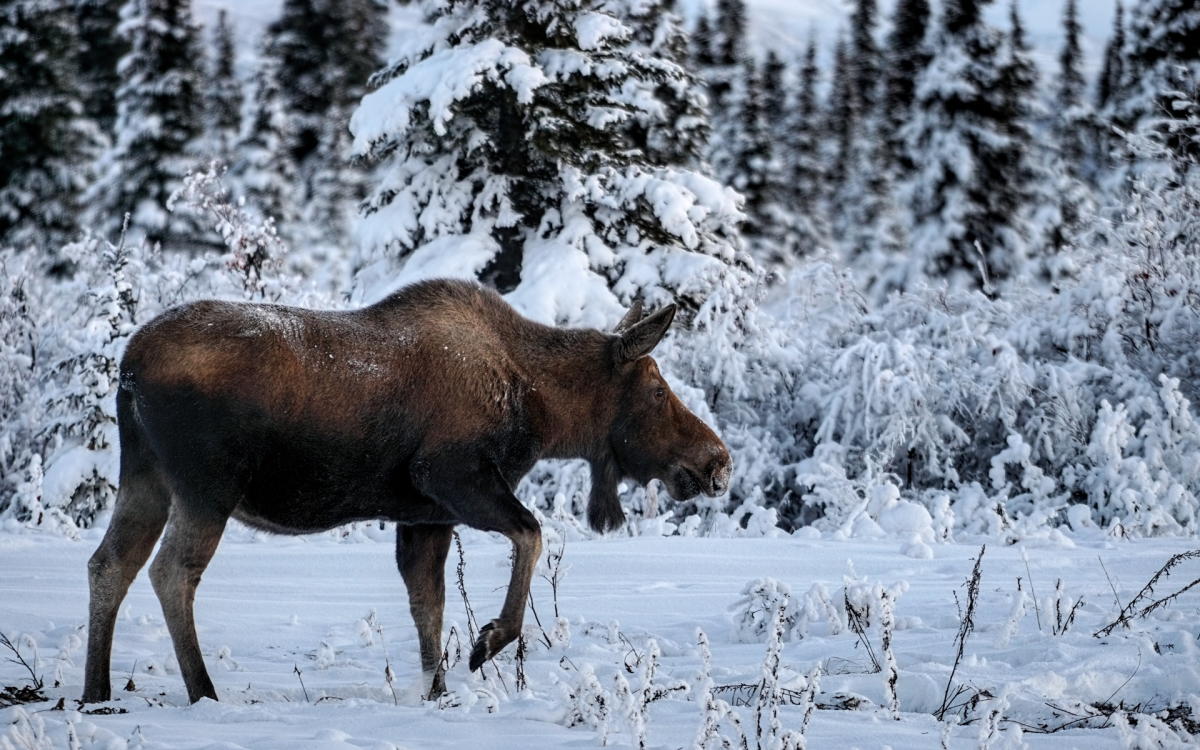 a moose in a snowy forest