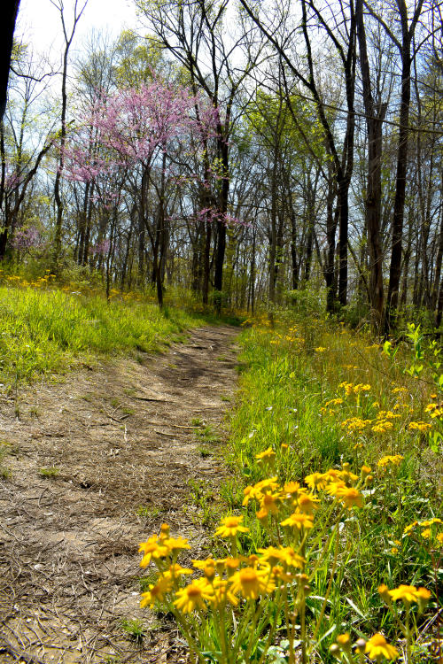 Deam Lake Knobstone Spring Wildflowers