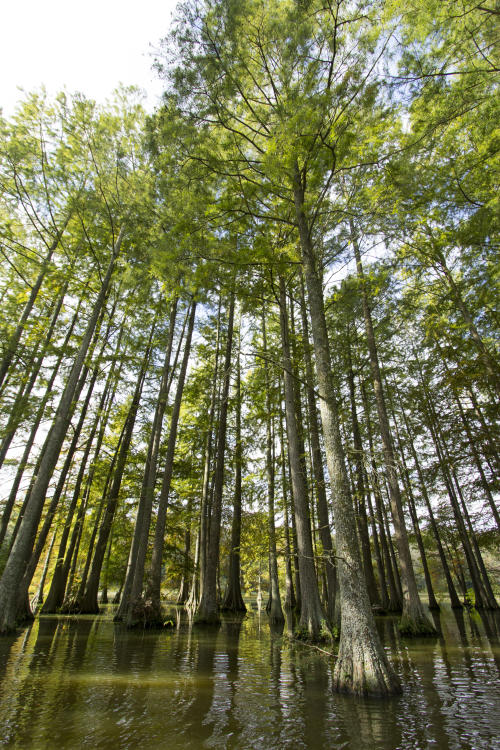 Trap Pond State Park's Bald Cypress Trees on a sunny day.