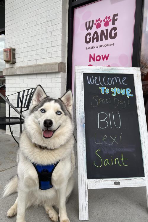 Woof Gang Bakery and Grooming Dog