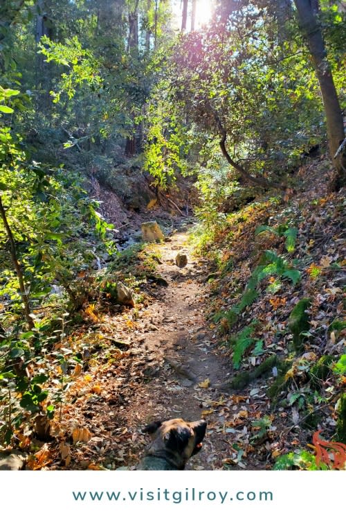 Walking trail with trees and green plants
