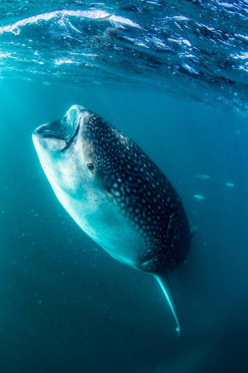 whale shark