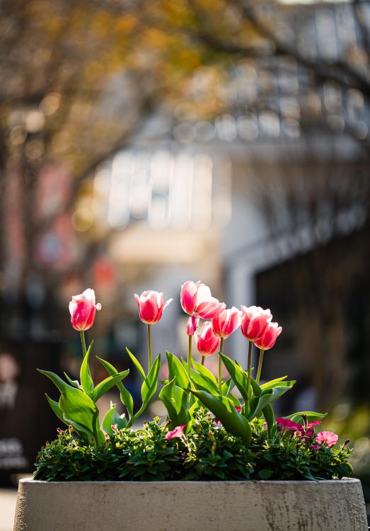 In the foreground is a bed of bright pink tulips. The rest of the scene is out of focus.