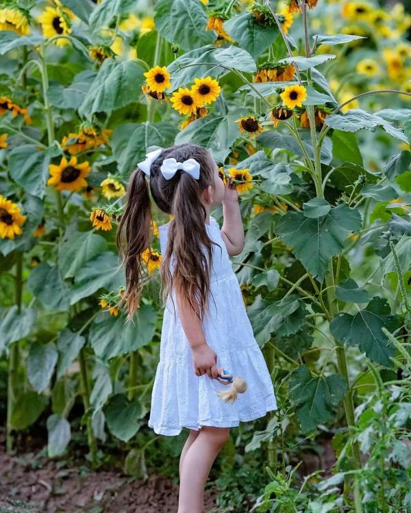 A young girl looks at sunflowers at Big Jim Farms