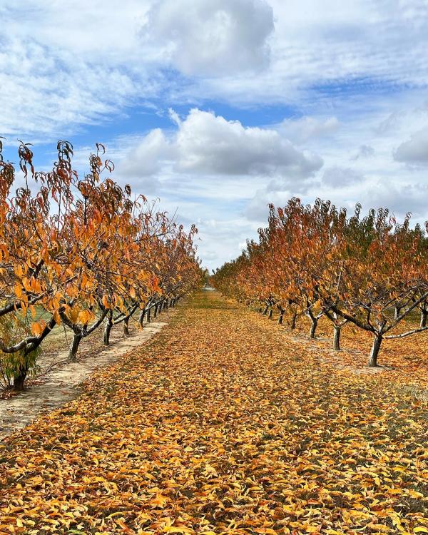 Huber's Fall Foliage
