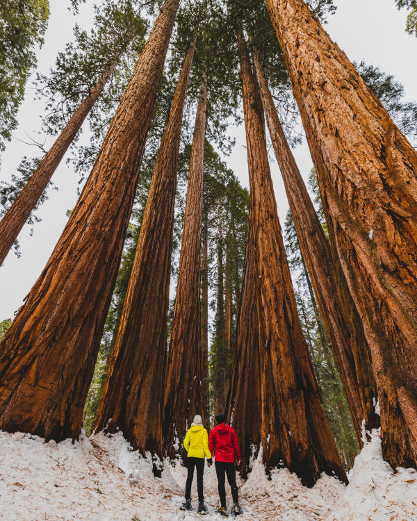explorers looking at giant trees at sequoia