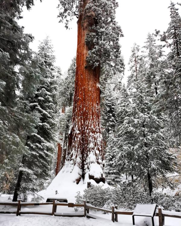 giant tree and surrounding trees covered in snow