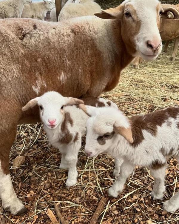 Mary's Land Farm Sheep & Lambs