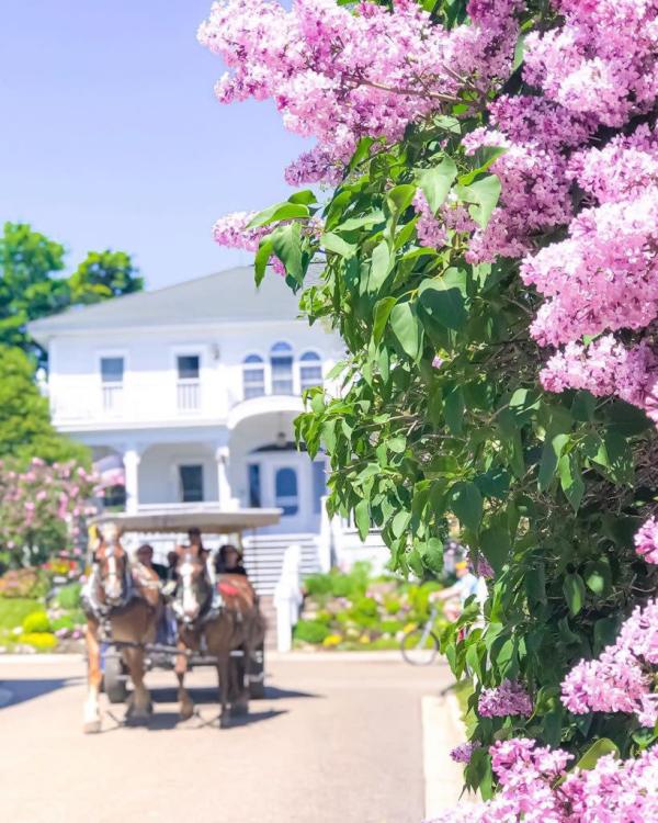 Purple lilac flowers with house and horse carriage in background