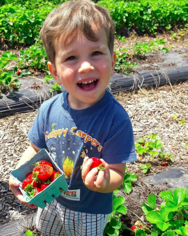 Little Boy picking Strawberries near Princeton, NJ