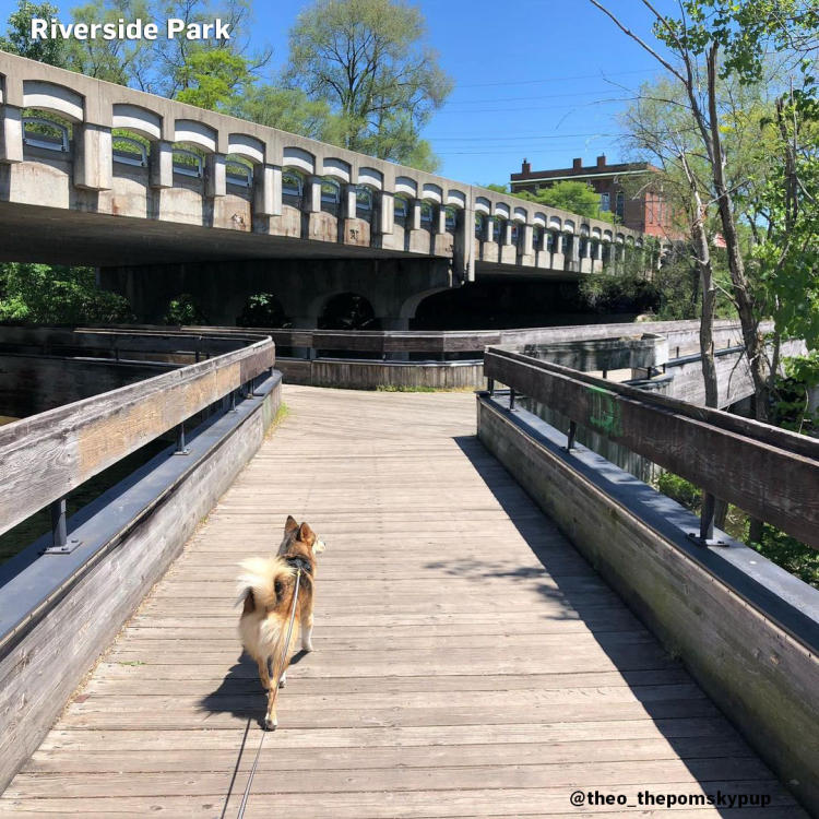 Pup in Riverside Park