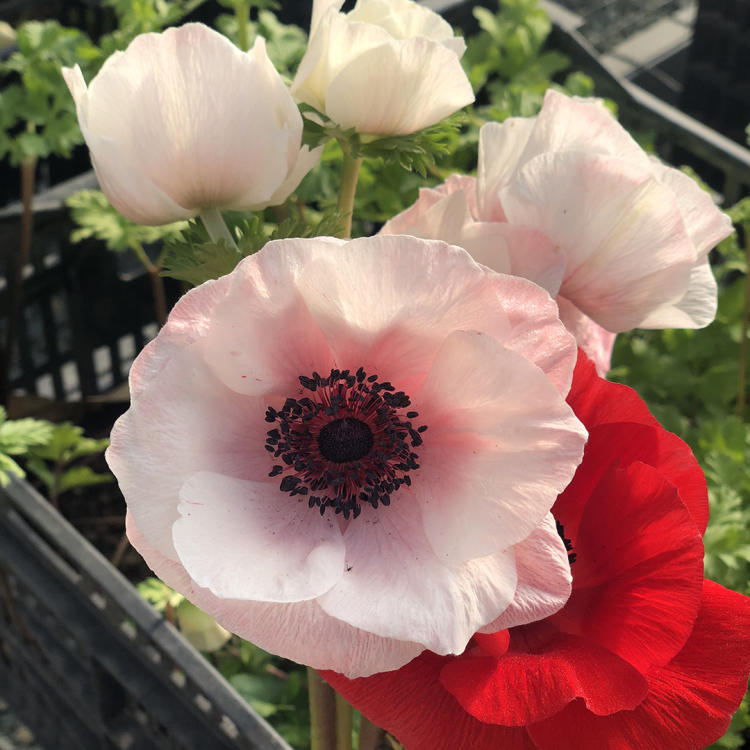 Anemones at Wild Flora Farm