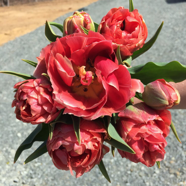 Copper Image Tulip at Wild Flora Farm