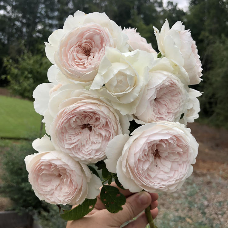 Earth Angel Garden Rose at Wild Flora Farm