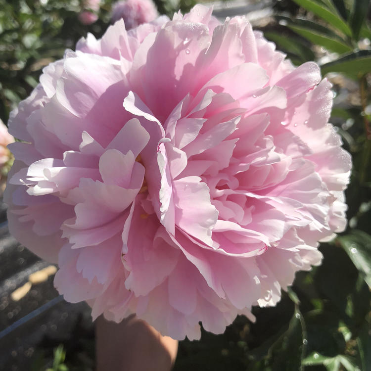 Pink Peony at Wild Flora Farm