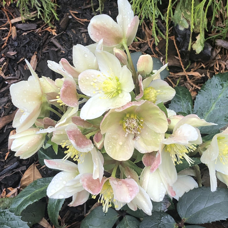 Hellebores at Wild Flora Farm