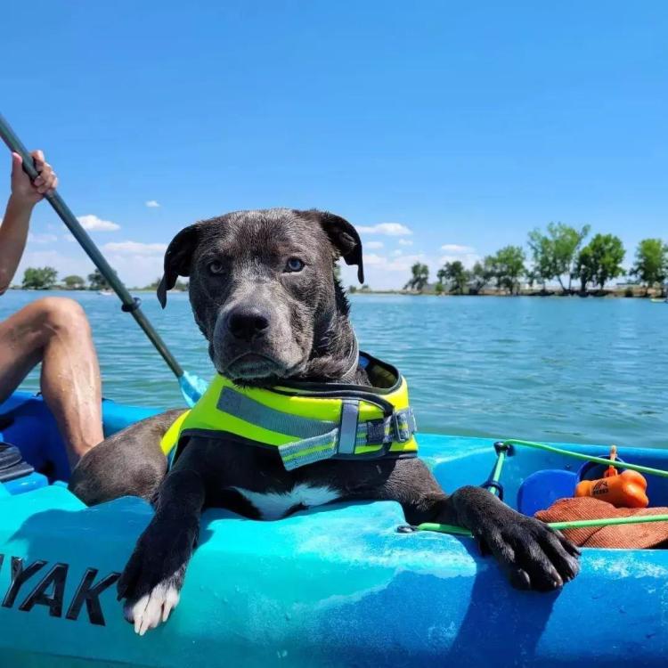 Union Reservoir Dog