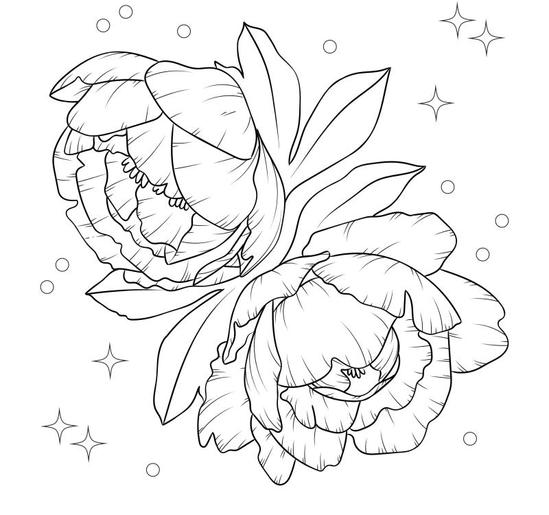 Black and white line drawing of peony, coloring page