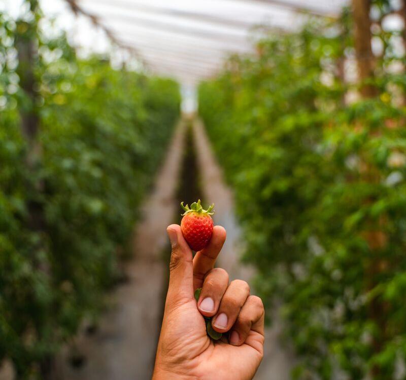 agroturism-la-granjerita-farm-boquete