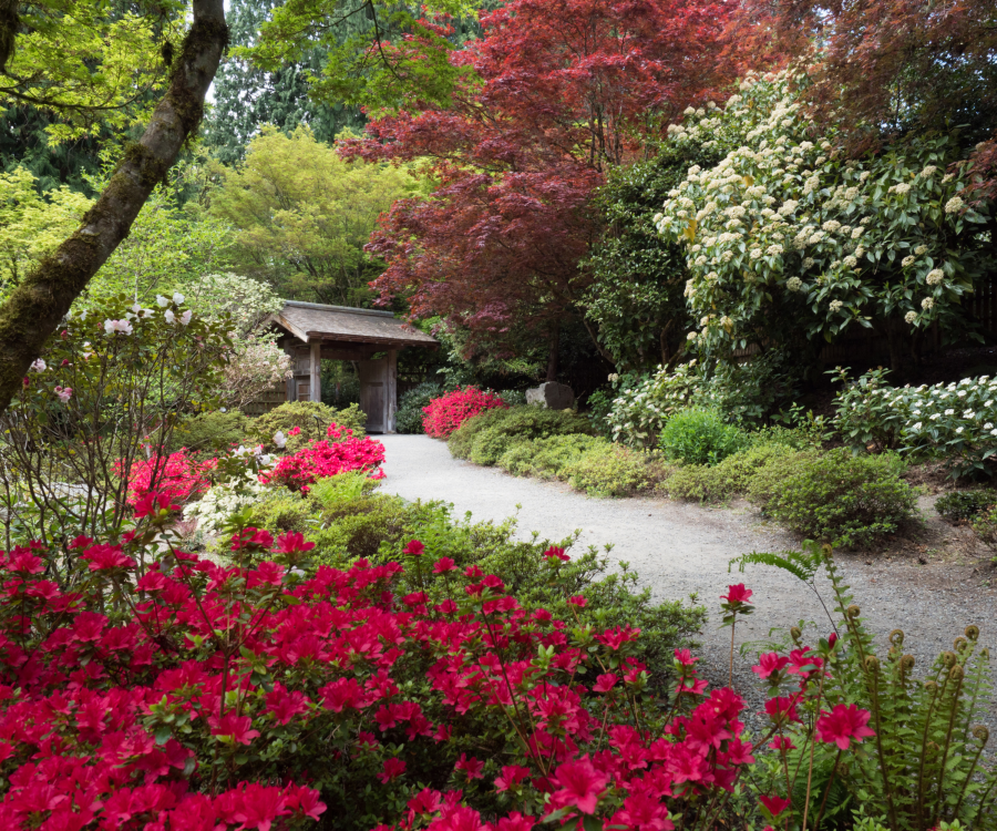 Where to see the Spring Flowers in Washington