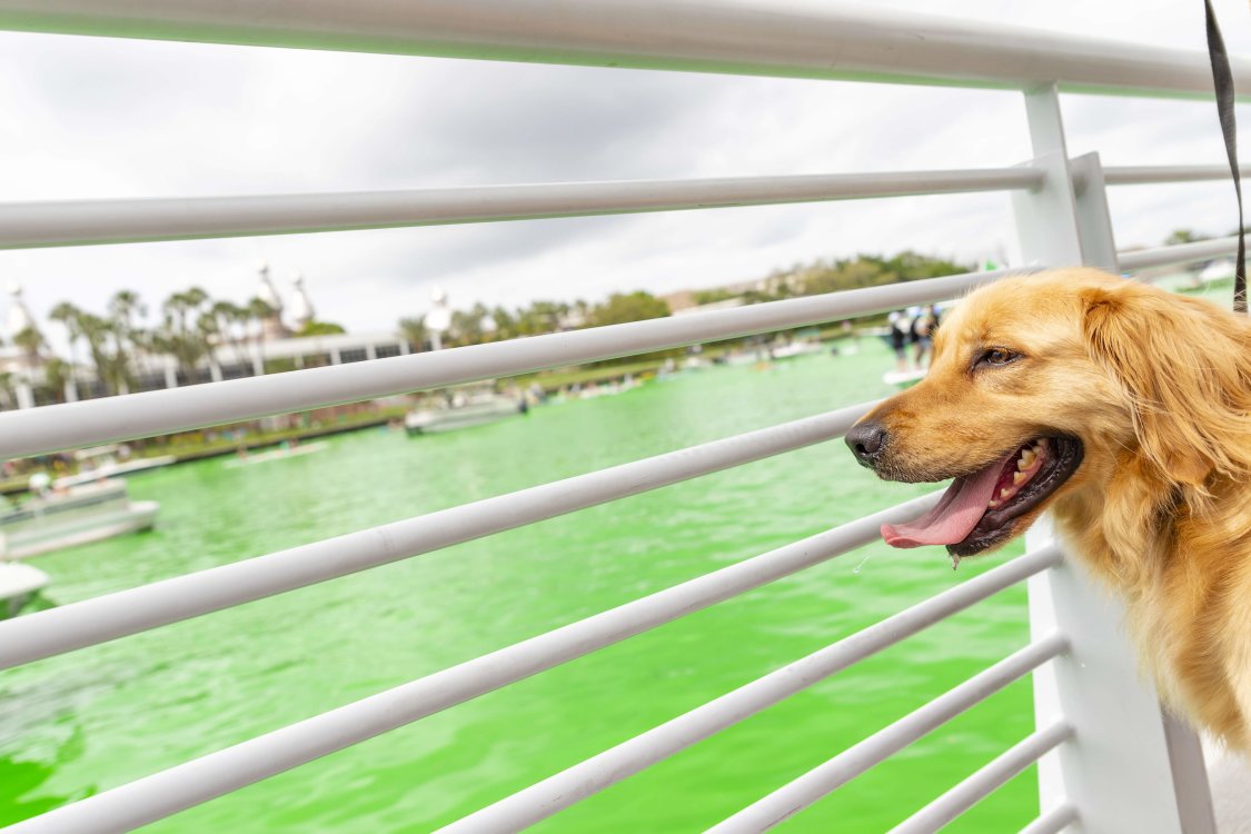 Dog