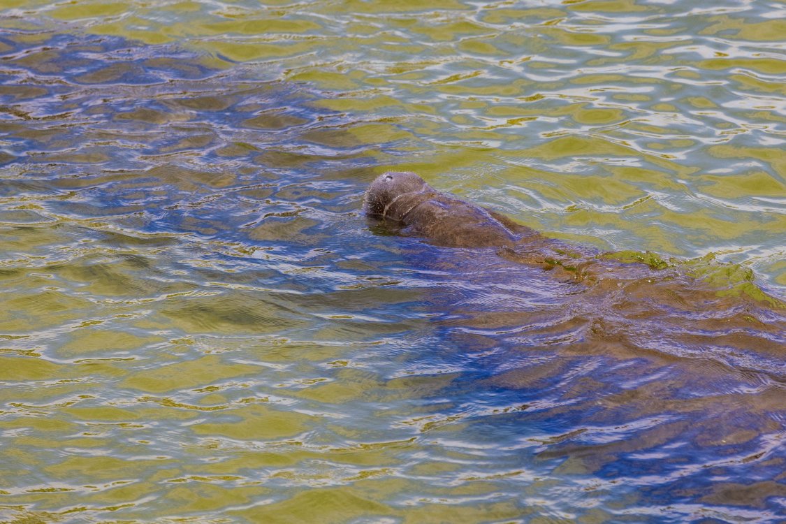 Manatee