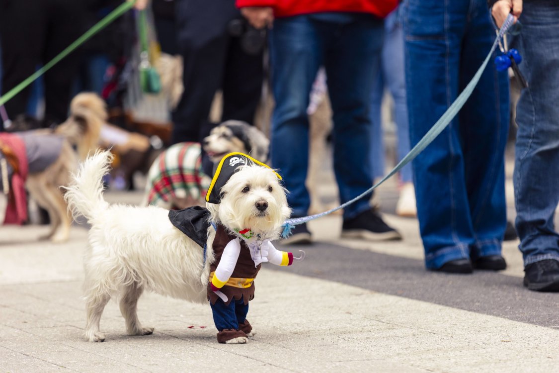 Pirate Pup