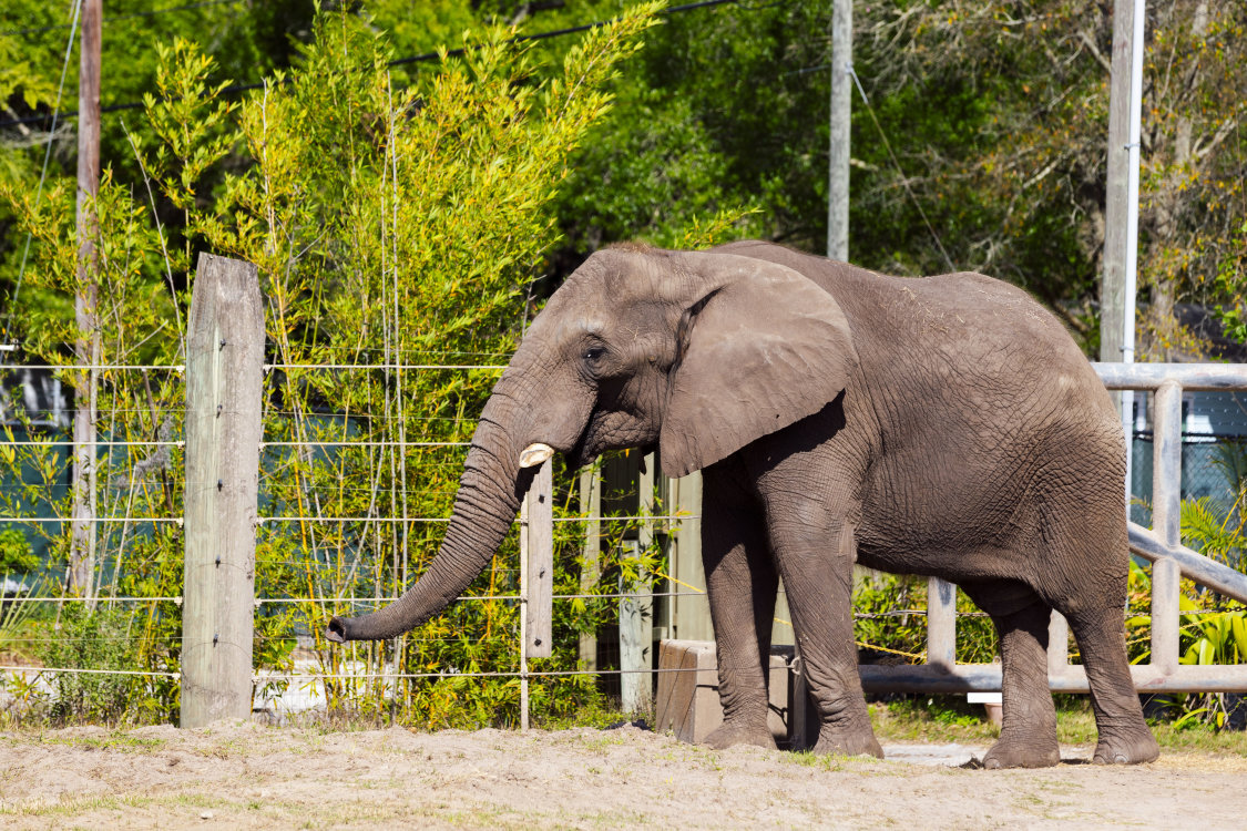 ZooTampa