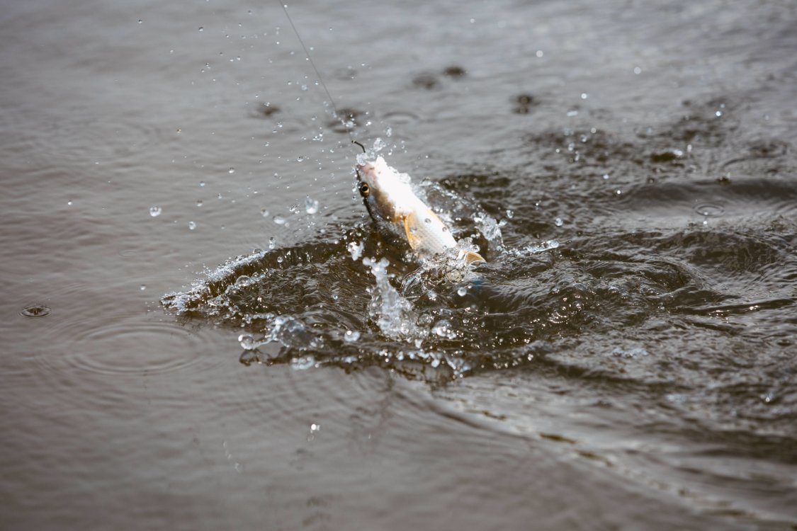 Kayak Anglers