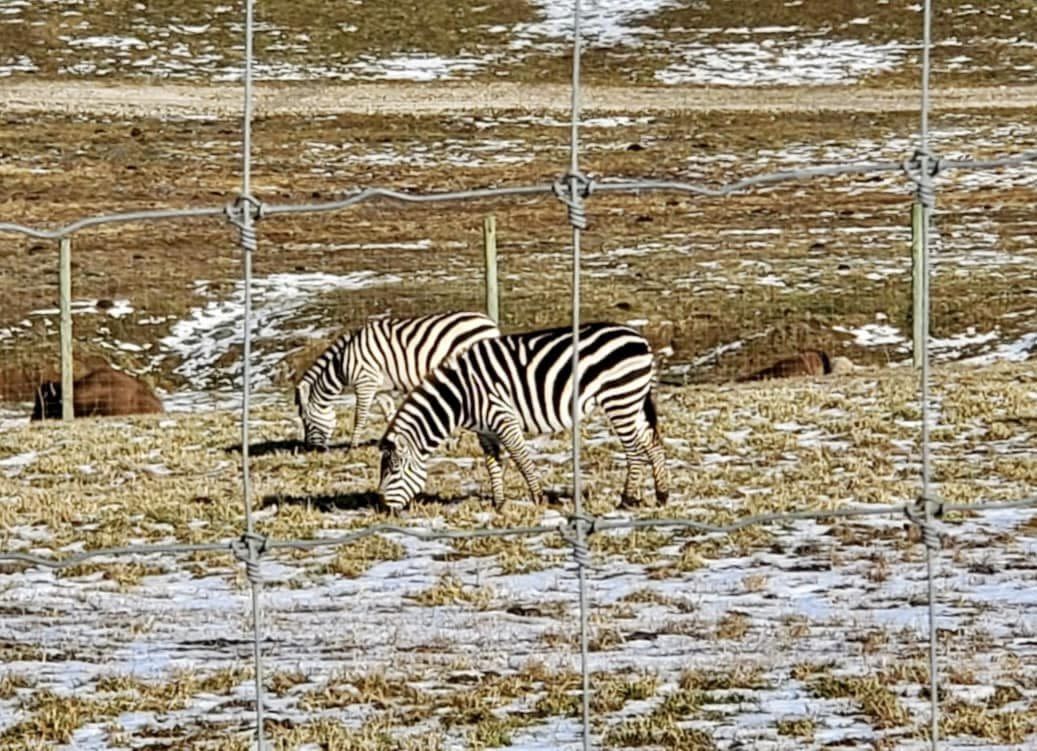 Wilstem zebras