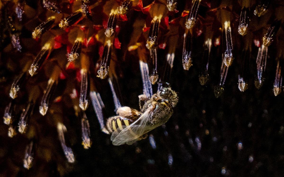 A bee hangs upside down from the densely packed seeds of a flower.