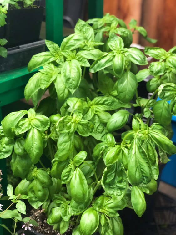 Farmers Markets - Fairbanks Alaska - Basil