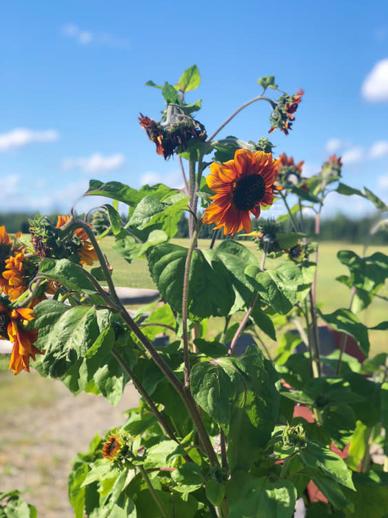 Farmers Markets - Fairbanks Alaska - Arctic Harvest