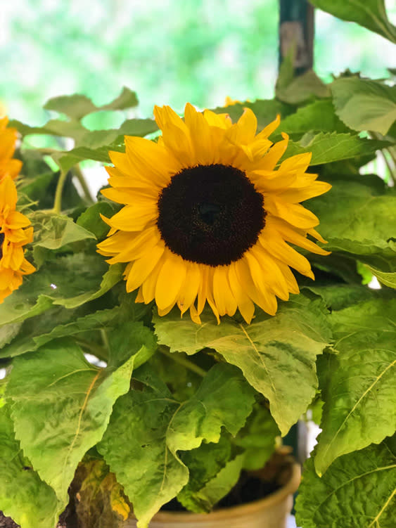 Farmers Markets - Fairbanks Alaska - sunflower