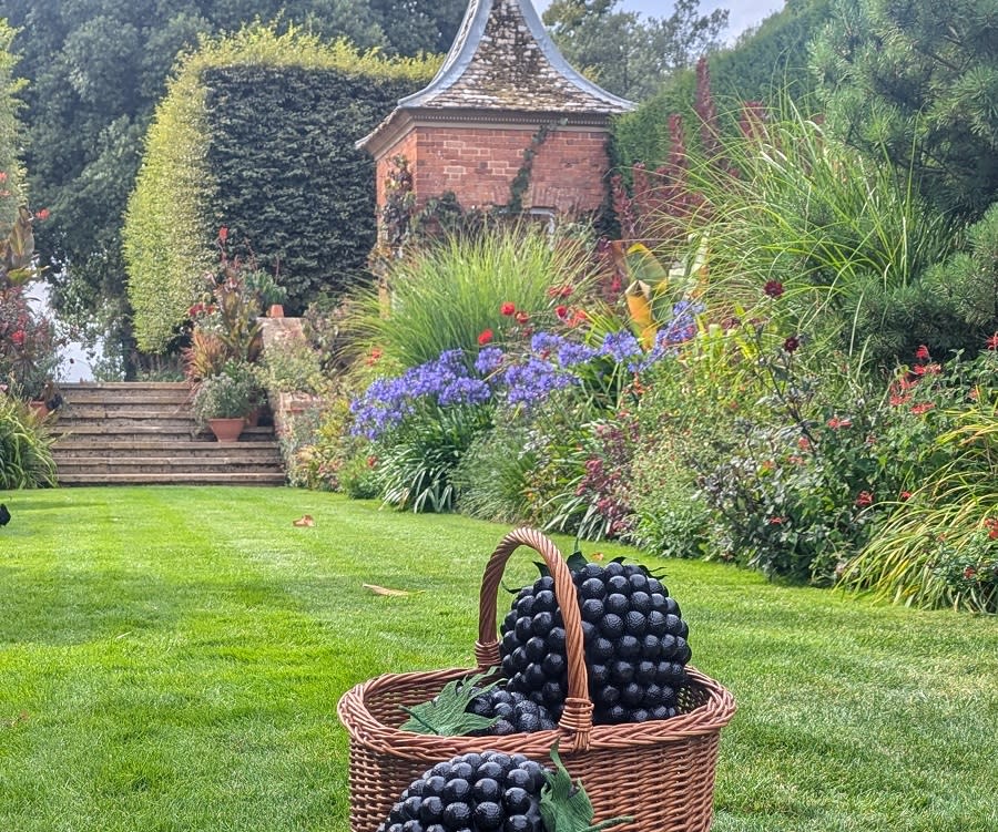 Wicker basket with giant ornamental blackberries on a lawn, with colourful flower borders and clipped hedges at Hidcote in the Cotswolds.