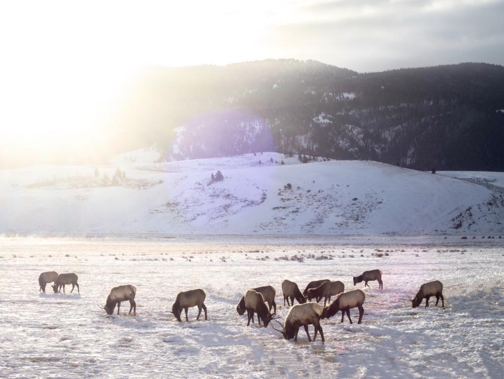 Elk in Winter