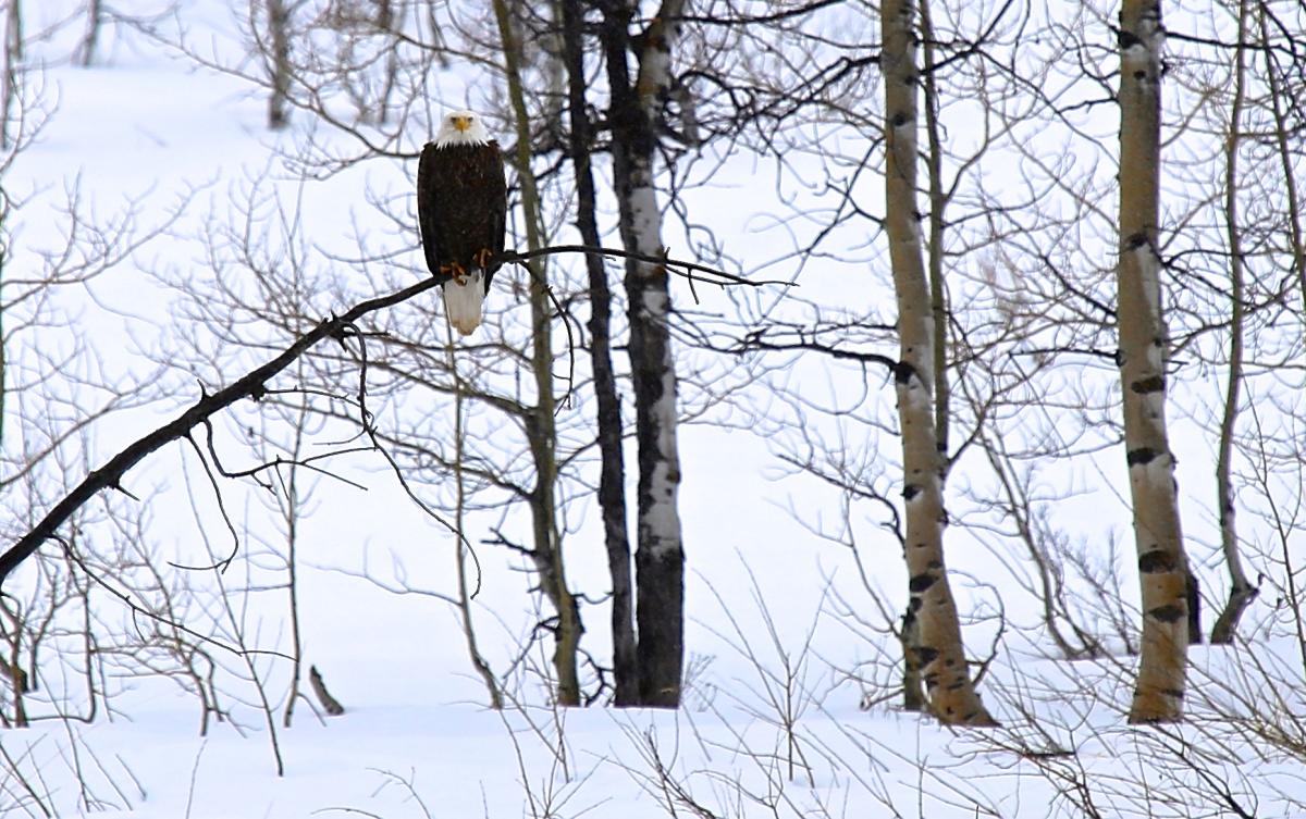 Bald Eagle in the snow