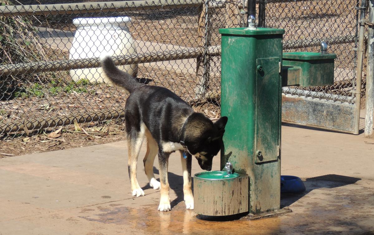 Dog Park San Diego