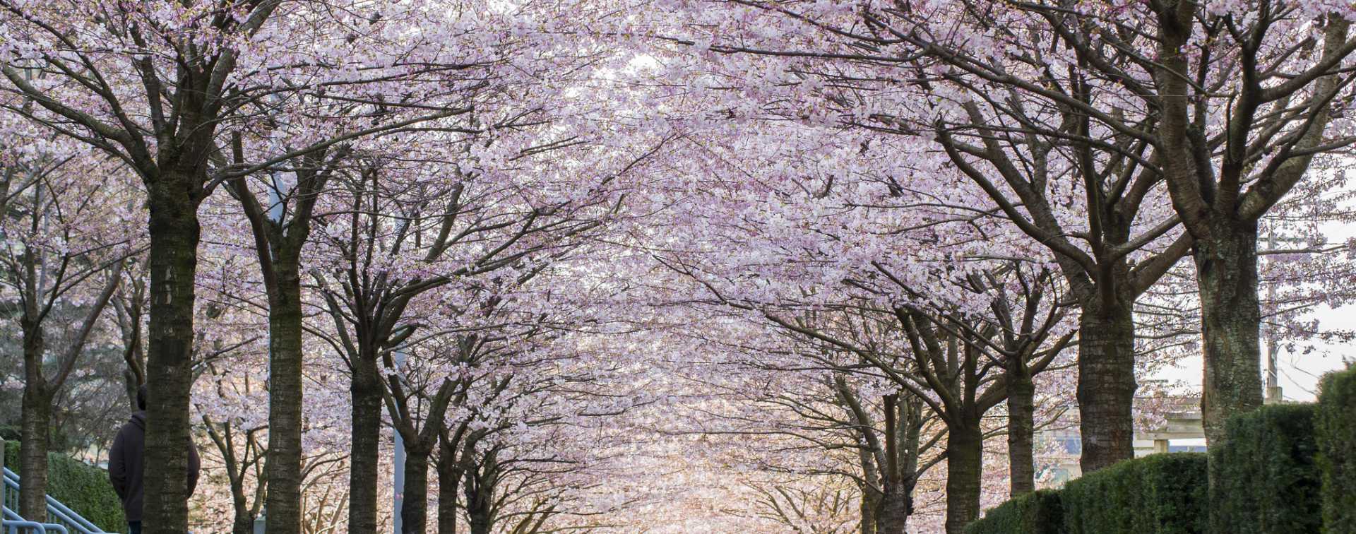 Guide to Vancouver's Cherry Blossoms