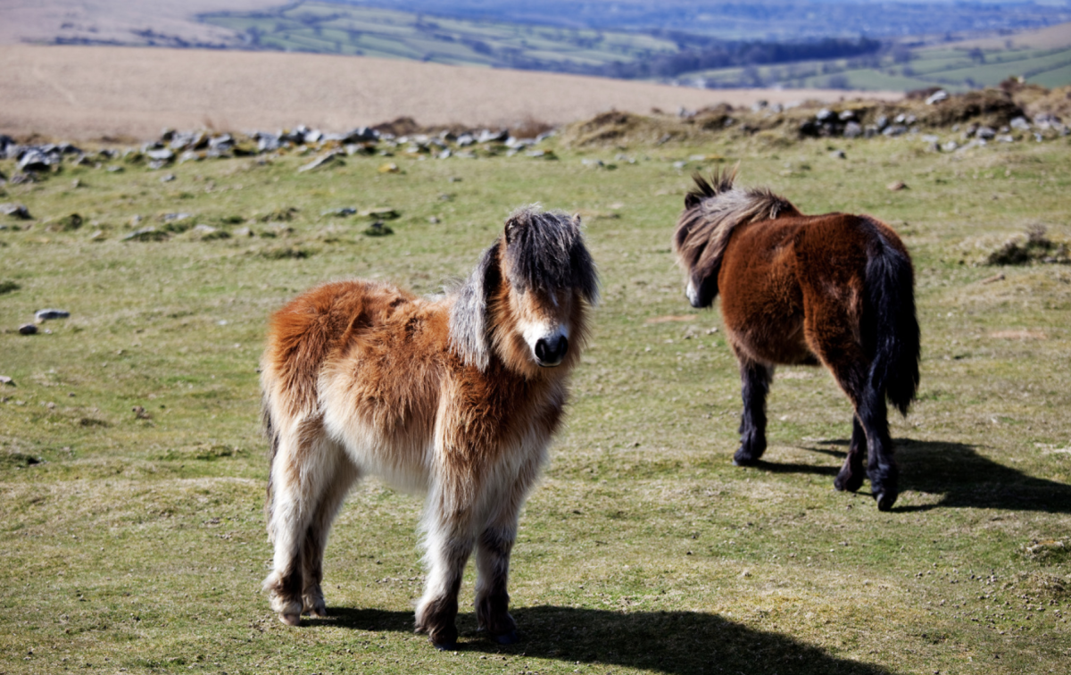 Dartmoor Ponies