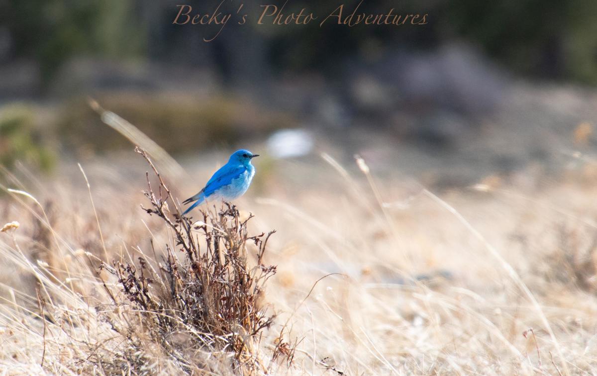 birding hotspots