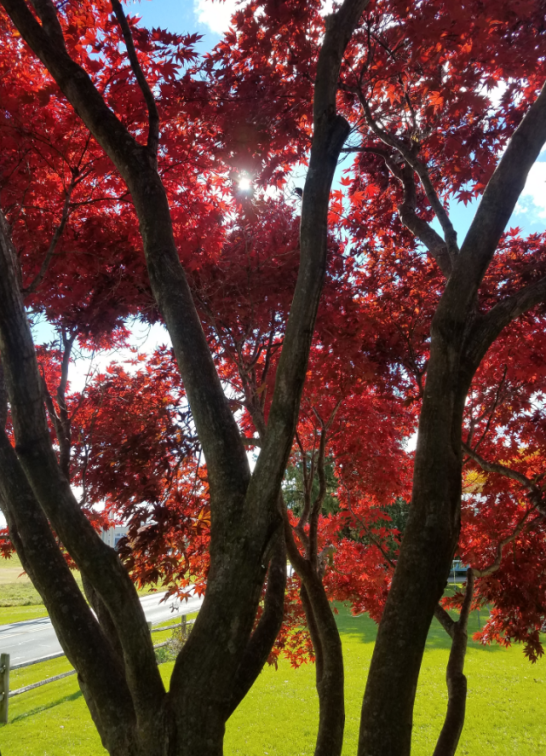 Fall-Red-Maple-Sun
