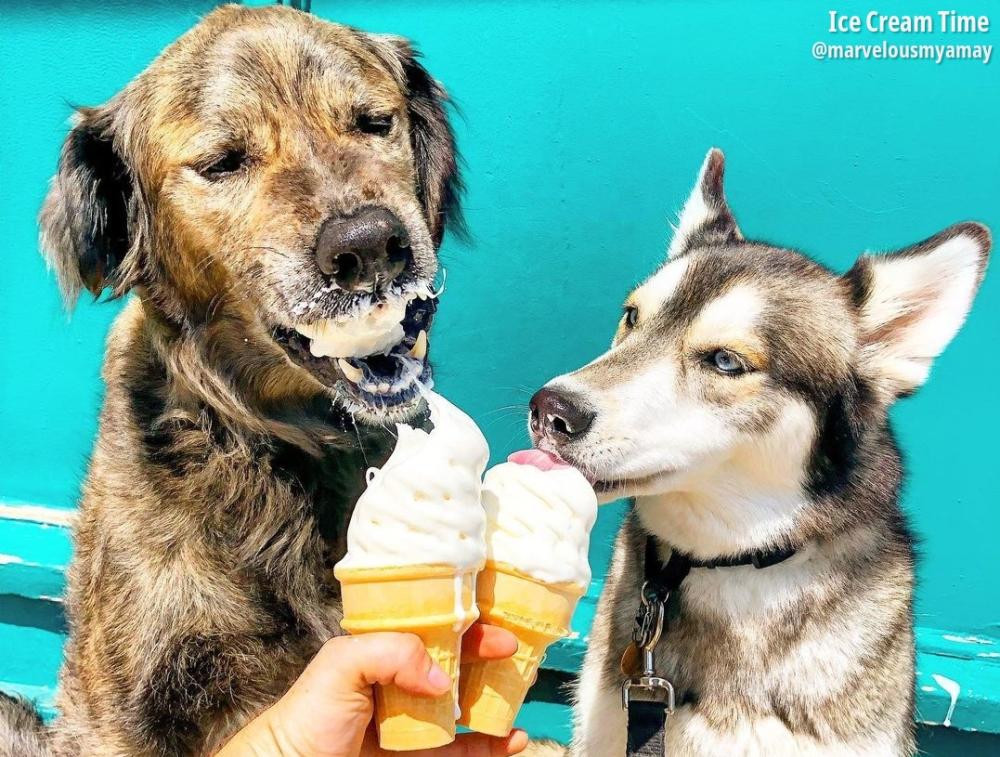 dogs at Ice cream time