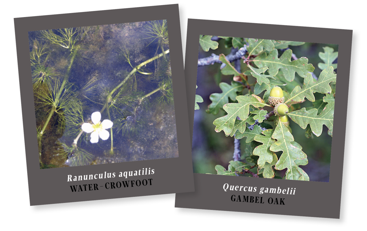 Water-Crowfoot & Gambel Oak