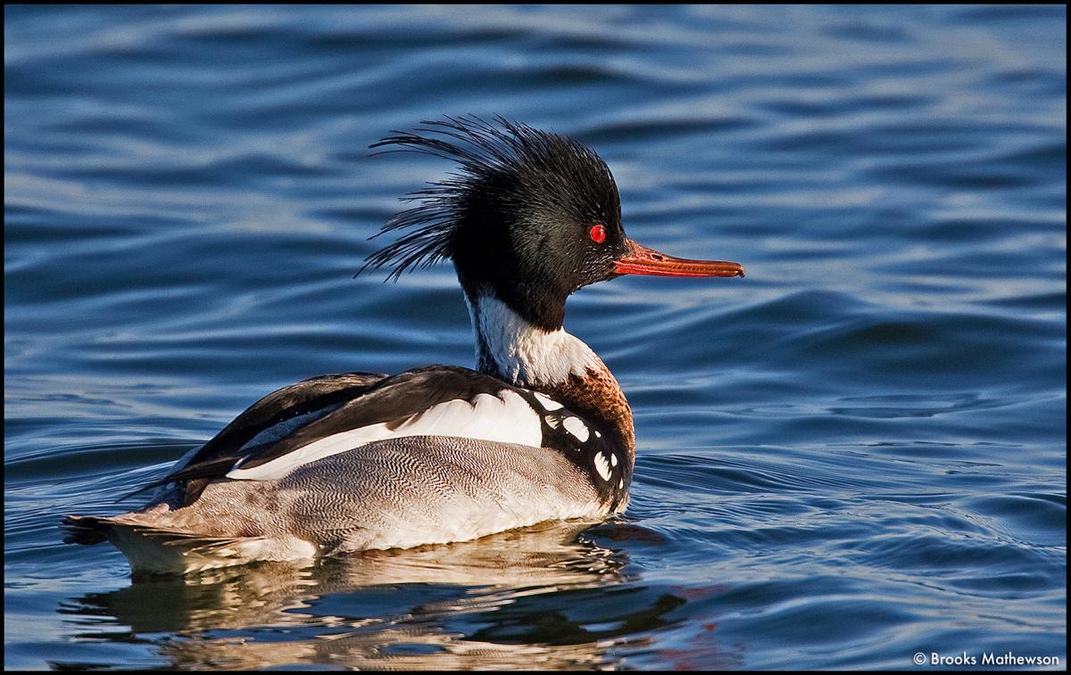 Red Breasted Merganser