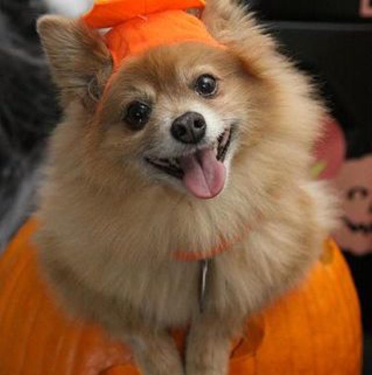 halloween dog
