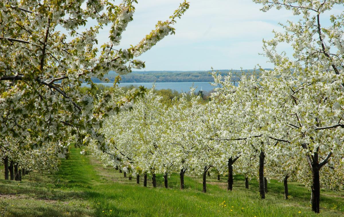 How to Enjoy Traverse City's Cherry Blossom Display Traverse City, MI