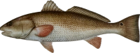 Red drum