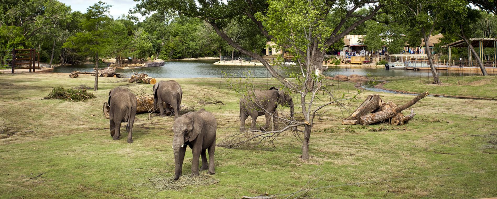 elephants at Sedgwick County Zoo